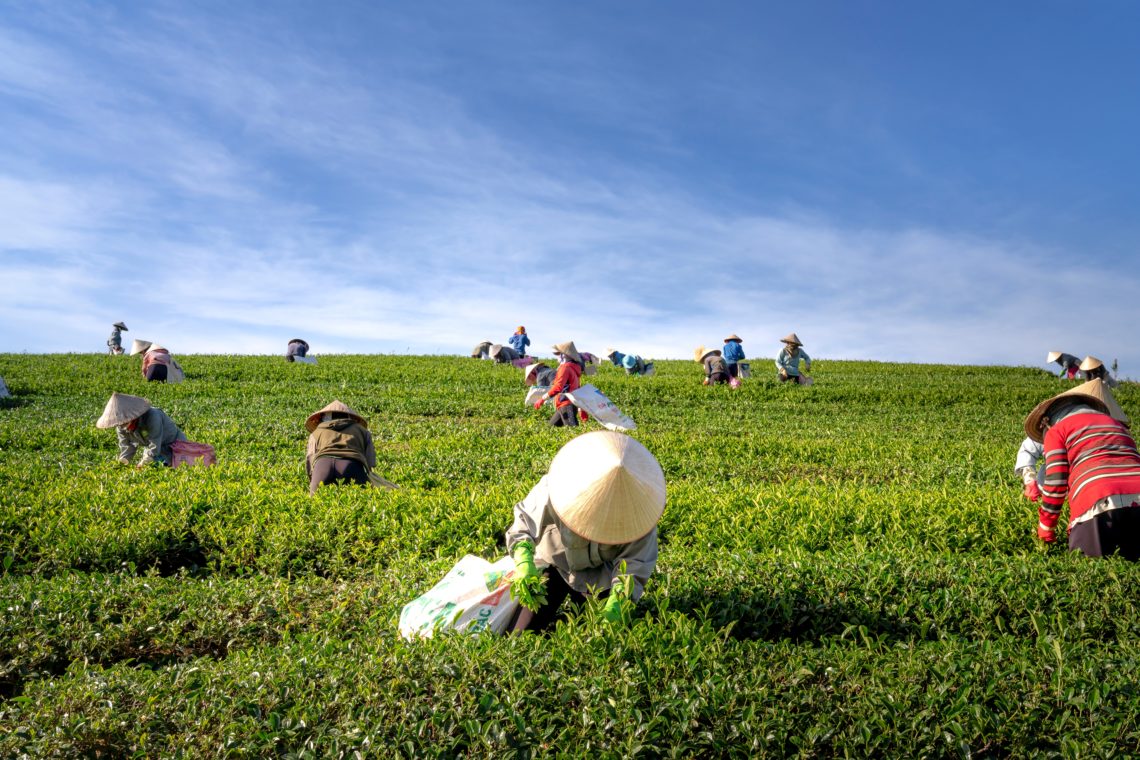 RadioMarocCulture People Harvesting 2131784