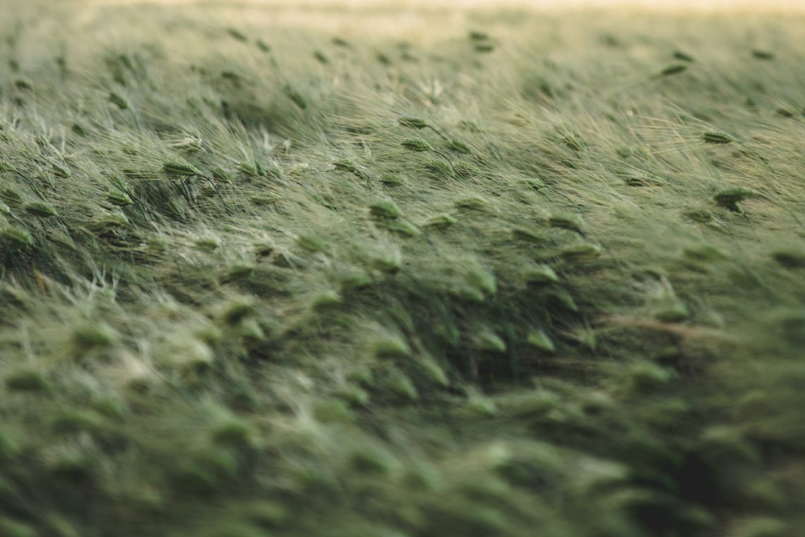 RadioMarocCulture Selective Focus Photo Of Grass Field 2909067