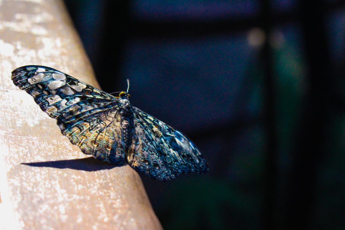 RadioMarocCulture Selective Focus Photography Of Gray And Blue Moth Perched On 1212755